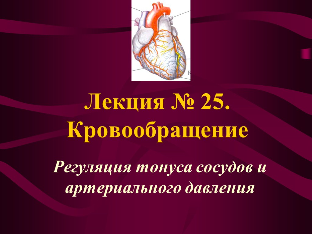 Лекция № 25. Кровообращение Регуляция тонуса сосудов и артериального давления